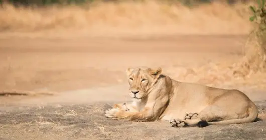 Gir National Park